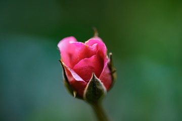 Róża ogrodowa na zielonym tle zbliżenie makro - 186445251