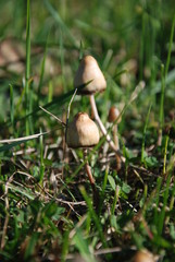 Magic Mushrooms - Psilocybe Semilanceata