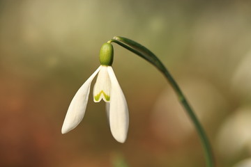 Fototapeta premium Galanthus nivalis. It is spread across Europe, Southwest Asia and North Africa. Free nature. A rare plant. Nature Czech. Spring nature of the Czech Republic. Beautiful photo. Beautiful colors.