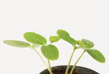 Small green plants grow in pot isolated on white background