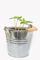 Small green plants grow in galvanized pot isolated on white background