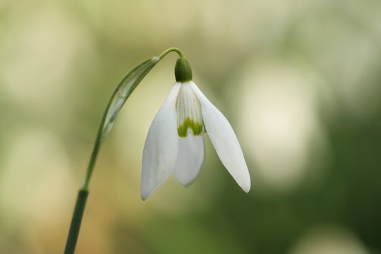 Galanthus nivalis. It is spread across Europe, Southwest Asia and North Africa. Free nature. A rare plant. Nature Czech. Spring nature of the Czech Republic. Beautiful photo. Beautiful colors.