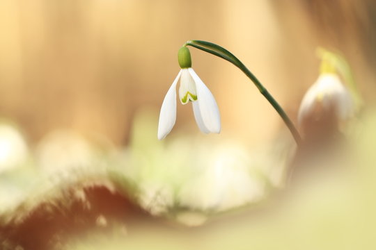 Galanthus nivalis. It is spread across Europe, Southwest Asia and North Africa. Free nature. A rare plant. Nature Czech. Spring nature of the Czech Republic. Beautiful photo. Beautiful colors.