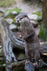 Small-clawed otter