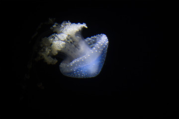 Barrel Jellyfish