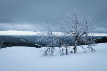 Trees in Winter