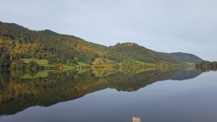 der doppelte Wald