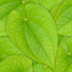 Naklejka na ściany i meble Seamless background of green leaf
