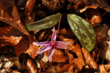 Erythronium dens-canis. It is the only species of the genus Erythronium that grows in Europe. It is widespread in southern and central Europe. Free nature. Beautiful plant photography. Spring nature. 