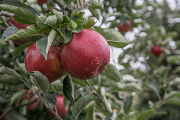 A fruit orchard and red,  apple