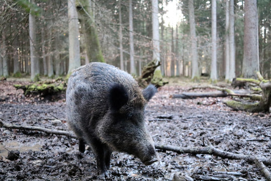 Wildschwein im Wald 