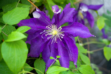 purple flower of clematis - Ranunculaceae