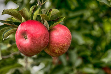 A fruit orchard and red,  apple