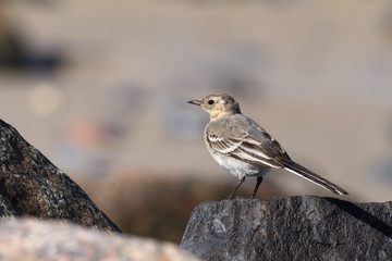 Bachstelze im Jugendkleid auf einem Felsen an der Nordseek&uuml;ste