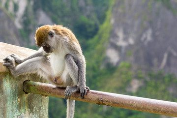 Exposed perched Macaque monkey