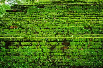 Green moss growing on old brick wall, Evergreen green moss at primitive forest