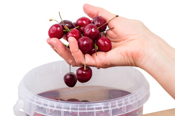 Washed ripe cherry in hand