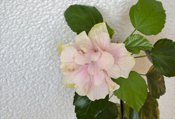 pink hibiscus flower