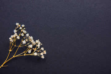 Twig of Small White Dry Spring Flowers on Black Background in Vintage Style. Easter Mother's Day Concept. Minimalist Style. Website Banner Template Copy Space