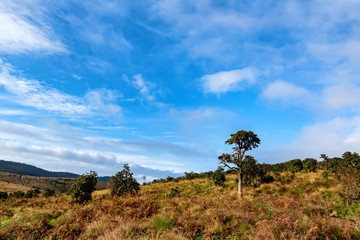 Fototapeta na wymiar Scenic view in Horton Plains, Sri Lanka