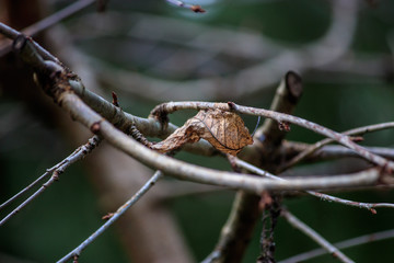 small bare branches hold up last of the fall leaves