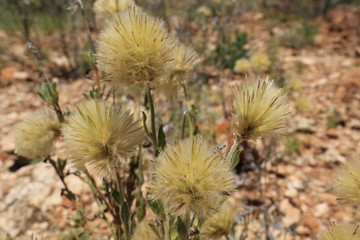 Flowers grow even in dry outback of australia