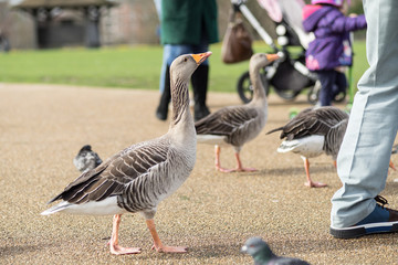 Grey goose chasing people for food in the park