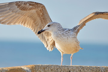 Seagull © Tomasz Warszewski