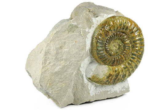 fossil Ataxioceras genuinum ammonite from Upper Palatinate, Germany isolated on white background