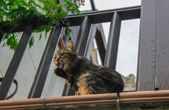 Felino