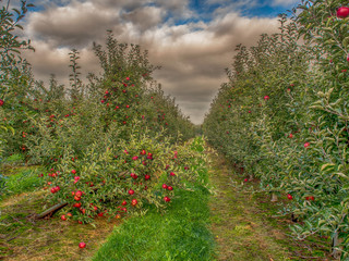 Fototapeta na wymiar A fruit orchard and red, apple