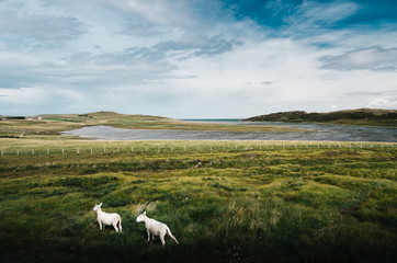 Paesaggio Scozia con Pecore
