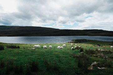 Pecore in Scozia