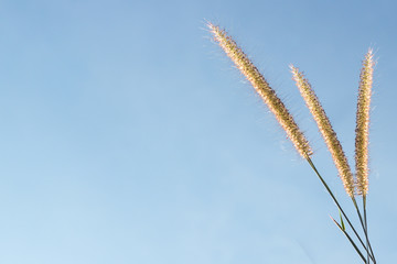 Red Imperata cylindrica Beauv. with sun light effected