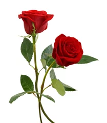 Foto op Canvas twee mooie rood roze bloemen geïsoleerd op een witte achtergrond © ImagesMy