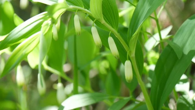 Mughetto selvatico nel bosco in primavera