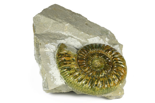 fossil Ataxioceras genuinum ammonite from Upper Palatinate, Germany isolated on white background