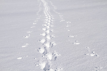 Einsame Spur im Tiefschnee