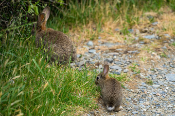 rabbits