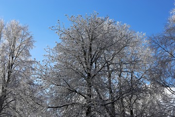 Schneebedeckter Baum vor blauem, klarem Himmel
