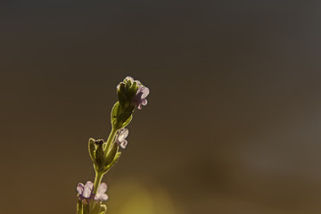 k&uuml;&ccedil;&uuml;k mor &ccedil;i&ccedil;ek