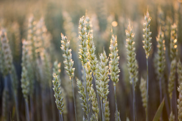 Fototapeta premium Close up of wheat ear in field