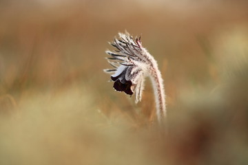 Pulsatilla pratensis. It grows in sunny and bright places. For example, on rocky and grassy slopes. In meadows, steppes, or in light forests. It is a thermophilic species.
