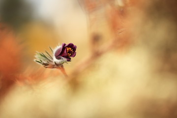Pulsatilla pratensis. It grows in sunny and bright places. For example, on rocky and grassy slopes. In meadows, steppes, or in light forests. It is a thermophilic species.