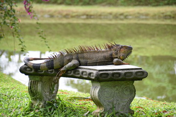 Green Iguana, La Fortuna, Costa Rica