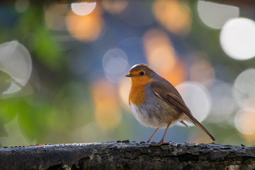 rouge-gorge sur une branche