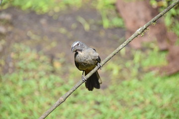 Greyish Saltator, La Fortuna, Costa Rica
