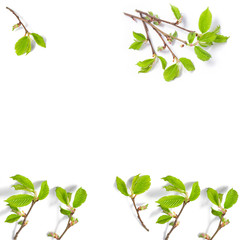 Fototapeta premium spring background of thin tree branches