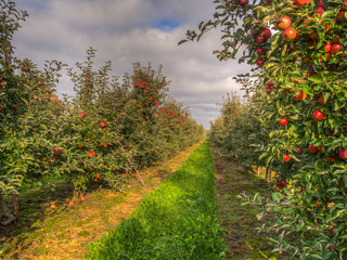 Fototapeta na wymiar A fruit orchard and red, apple
