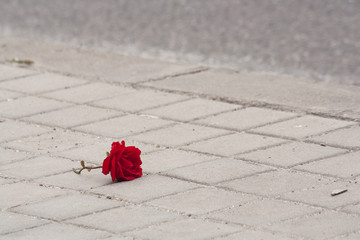 flor roja en el suelo